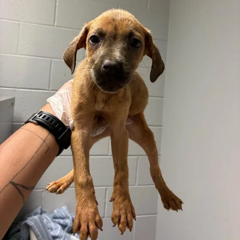 A baby small-sized female Yellow / Tan / Blond / Fawn Mixed Breed dog named Honda for adoption in Chattanooga, TN