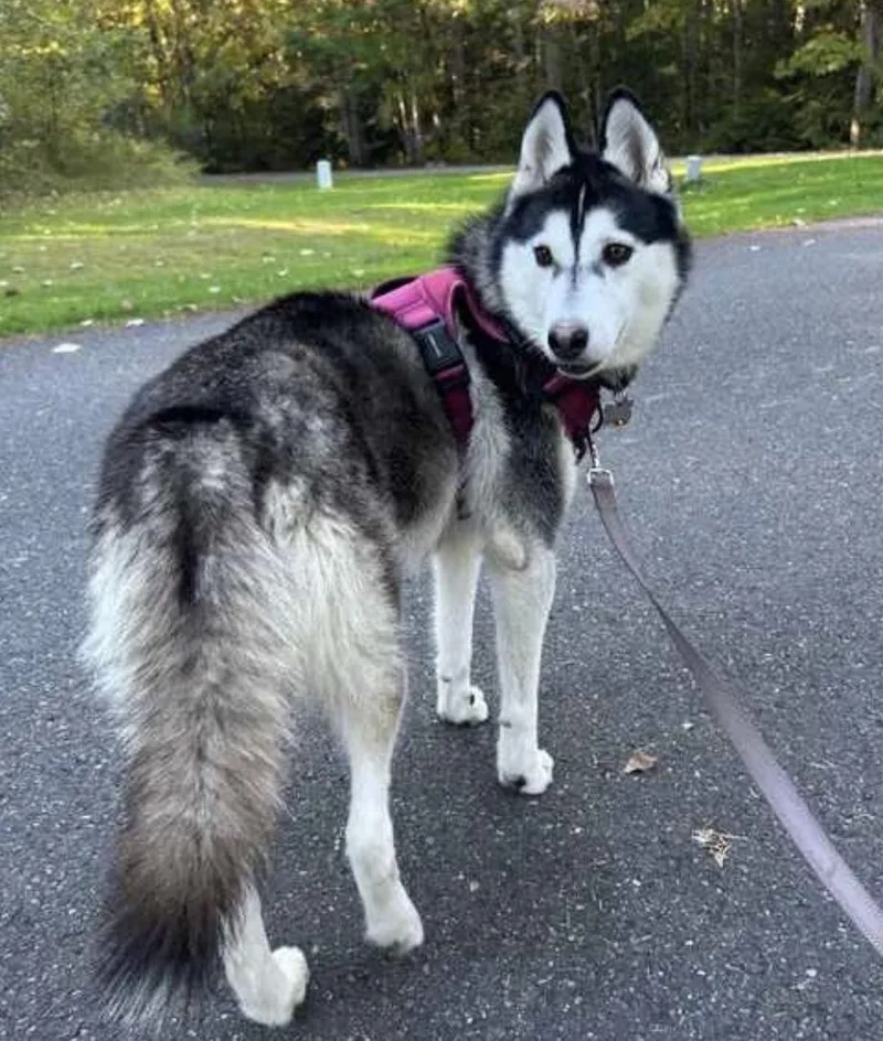 A young medium-sized female Black Siberian Husky dog named Puddin for adoption in Studio City, CA