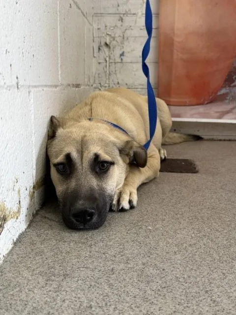 A baby small-sized male German Shepherd Dog dog named Big Boy for adoption in San Bernardino, CA