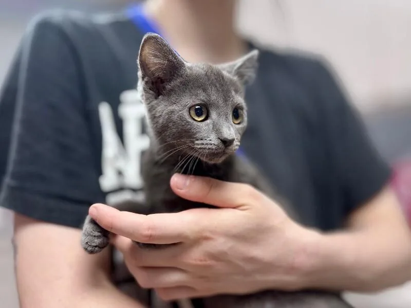 A young medium-sized male Gray / Blue / Silver Domestic Short Hair cat named Paprika for adoption in Wooster, OH