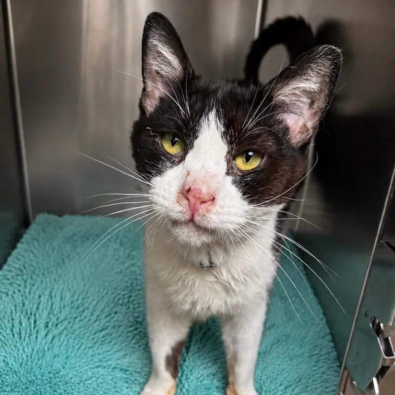 An adult medium-sized male Black Domestic Short Hair cat named Dapper for adoption in Long Beach, CA