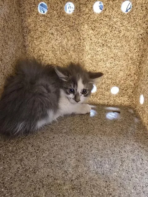 A baby small-sized female Domestic Short Hair cat named Kentucky for adoption in Albuquerque, NM
