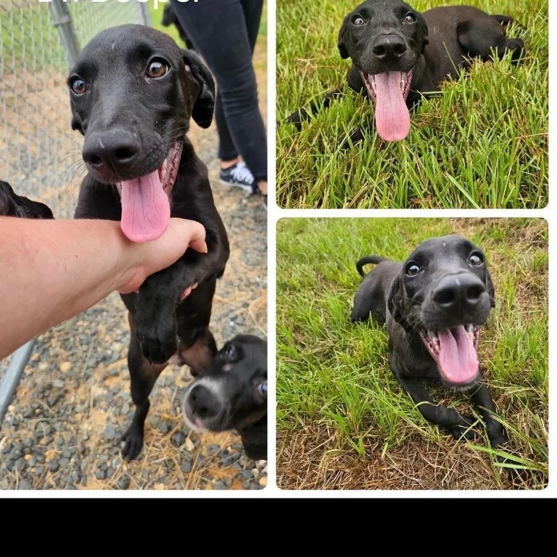 A baby medium-sized male Black Labrador Retriever dog named Dr. Beeper for adoption in New Orleans, LA
