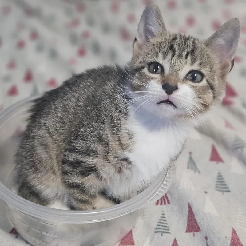A baby medium-sized male White Domestic Short Hair cat named Stefan for adoption in East Amherst, NY
