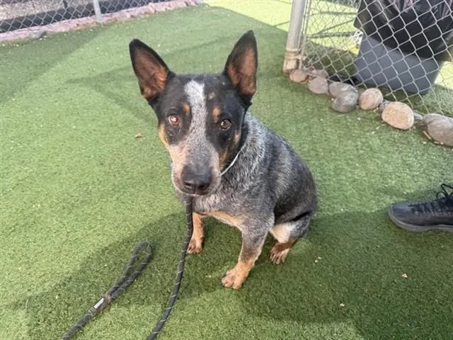An adult large-sized male Australian Cattle Dog / Blue Heeler dog named Monty for adoption in Phoenix, AZ