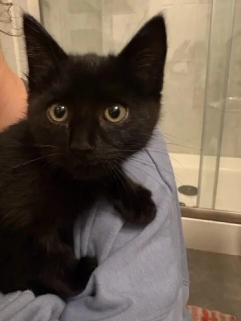 A young medium-sized female Black Domestic Short Hair cat named Stirling for adoption in Fort Collins, CO