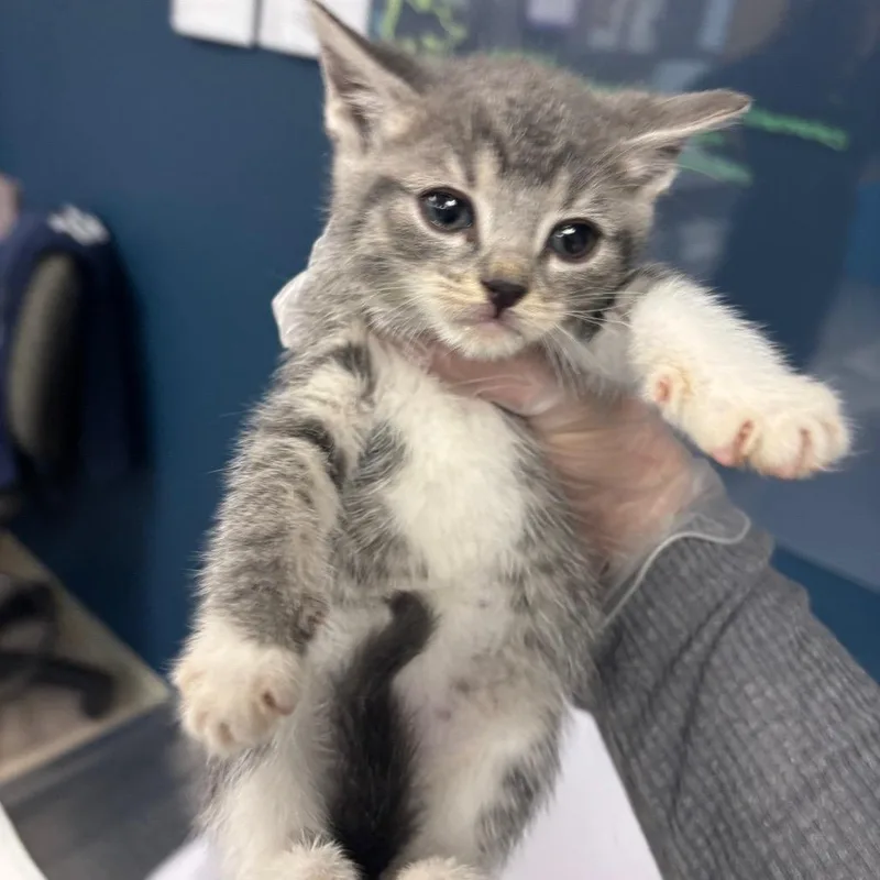 A baby small-sized female Gray / Blue / Silver Domestic Short Hair cat named Baby Ruth for adoption in Vineland, NJ