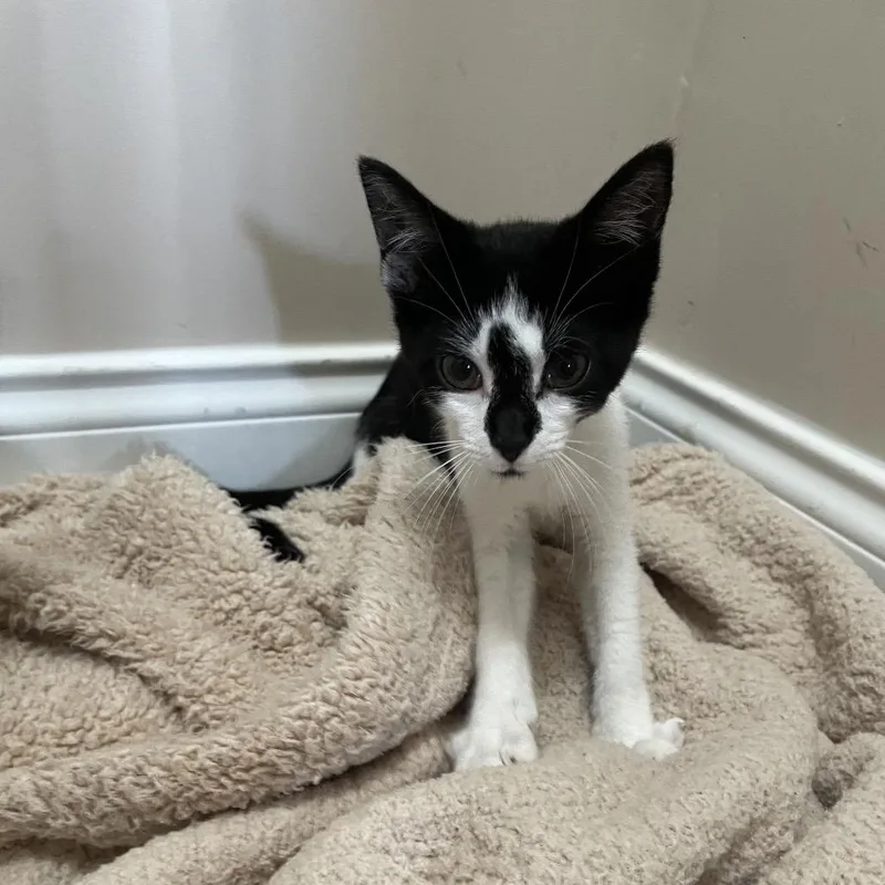 A baby medium-sized female Black & White / Tuxedo Domestic Short Hair cat named Sailor Mars for adoption in Chattanooga, TN