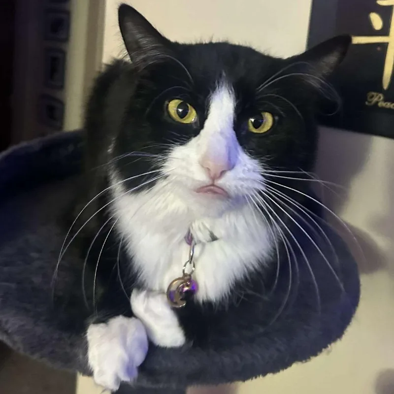 An adult large-sized female Domestic Medium Hair cat named Pluto for adoption in Kennebunk, ME
