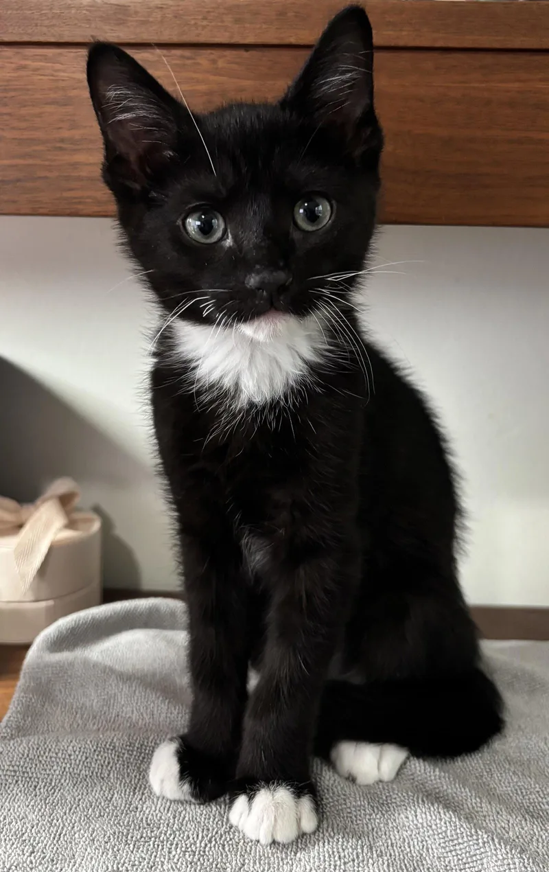 A baby medium-sized male Black & White / Tuxedo Domestic Short Hair cat named Fry for adoption in Seal Beach, CA