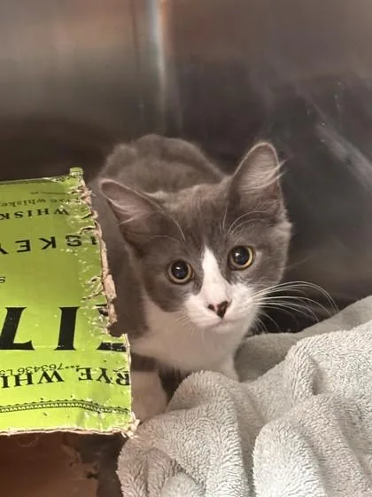 A young small-sized male Domestic Short Hair cat named Emu for adoption in Roseville, CA