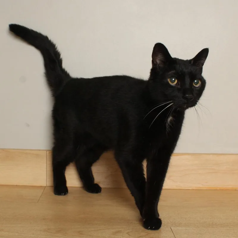 A senior medium-sized male Black Domestic Short Hair cat named Bear C for adoption in Minnetonka, MN
