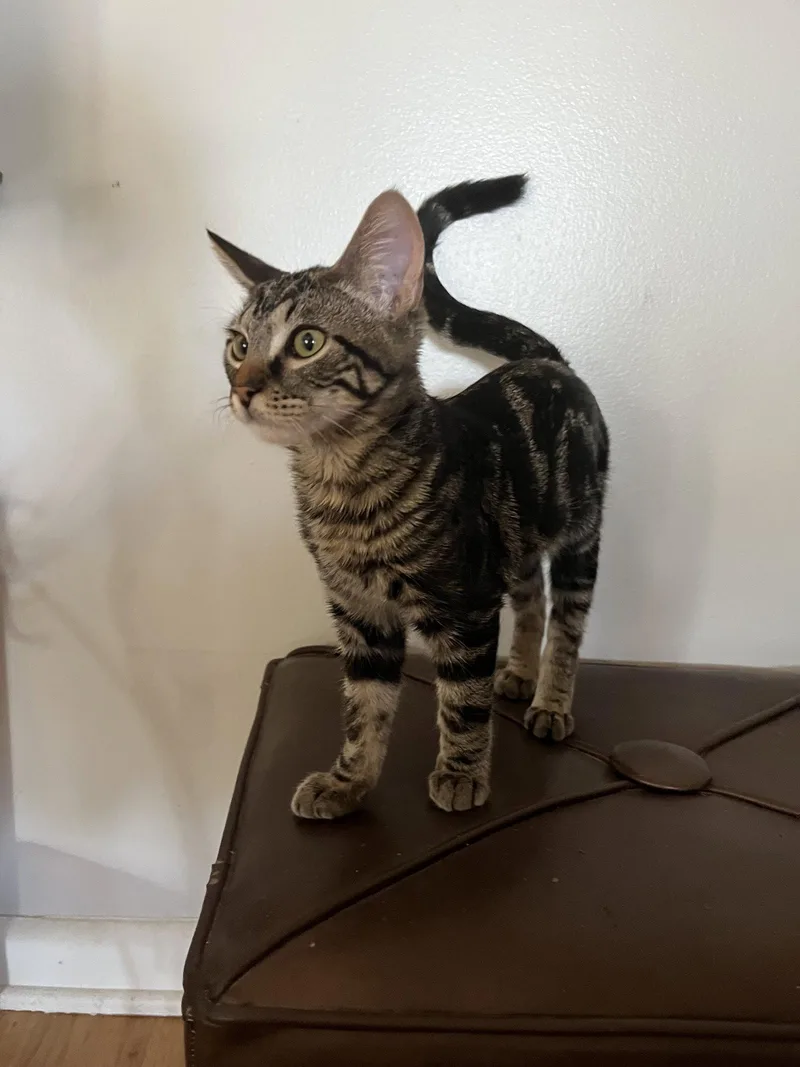 A young small-sized male Domestic Short Hair cat named Wiki Stick for adoption in Aurora, CO