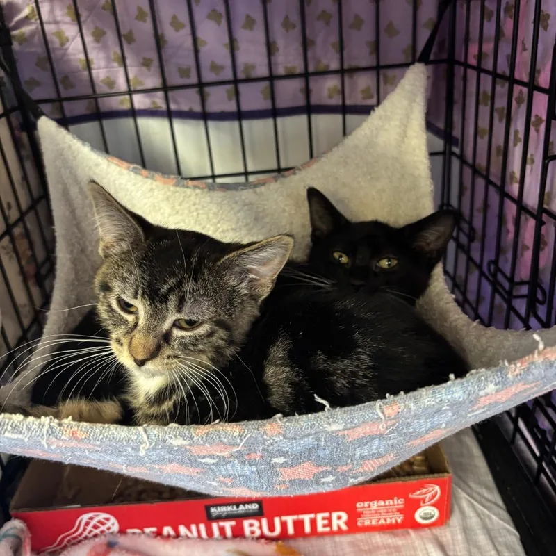 A baby small-sized male Black Domestic Short Hair cat named Ziggy for adoption in Spokane, WA