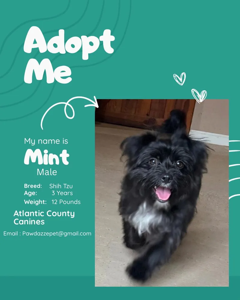 A young small-sized male Shih Tzu dog named Mint for adoption in Egg Harbor City, NJ