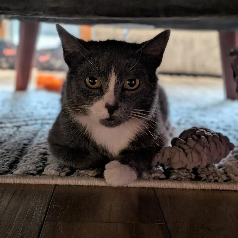 A young small-sized female Gray / Blue / Silver Domestic Short Hair cat named Sneakers for adoption in Falls Church, VA