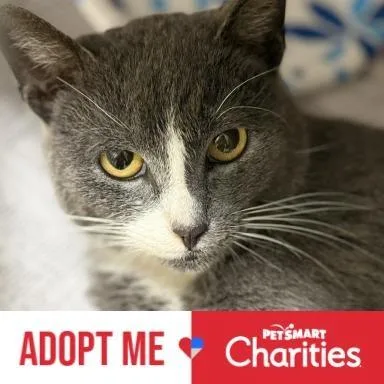 Sneakers thumbnail 3