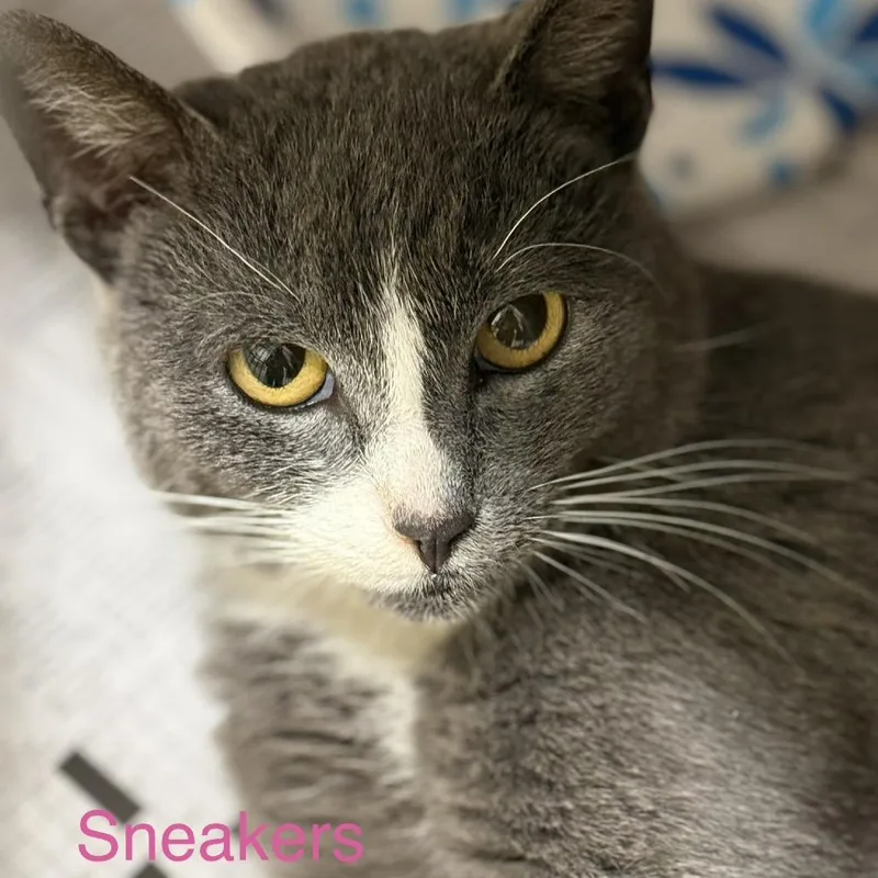 Sneakers thumbnail 4