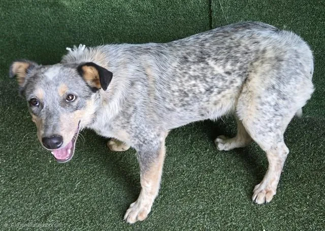 A young medium-sized male Australian Cattle Dog / Blue Heeler dog named Norman for adoption in Castaic, CA