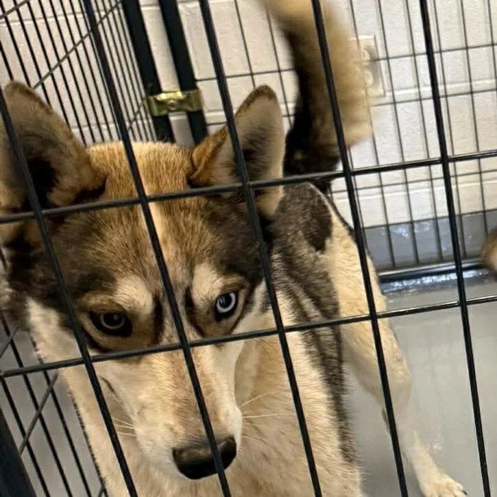 An adult medium-sized male Sable Shepherd dog named Gizmo for adoption in Rocky Mount, VA