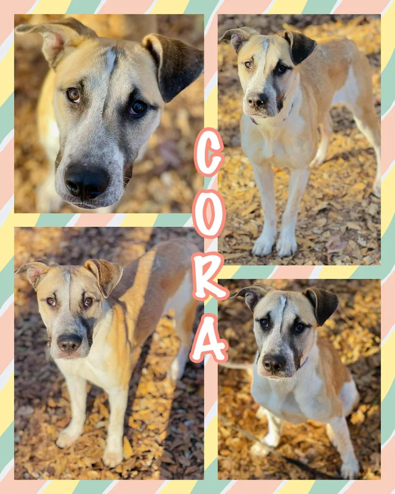A young large-sized female Carolina Dog dog named Cora for adoption in Social Circle, GA