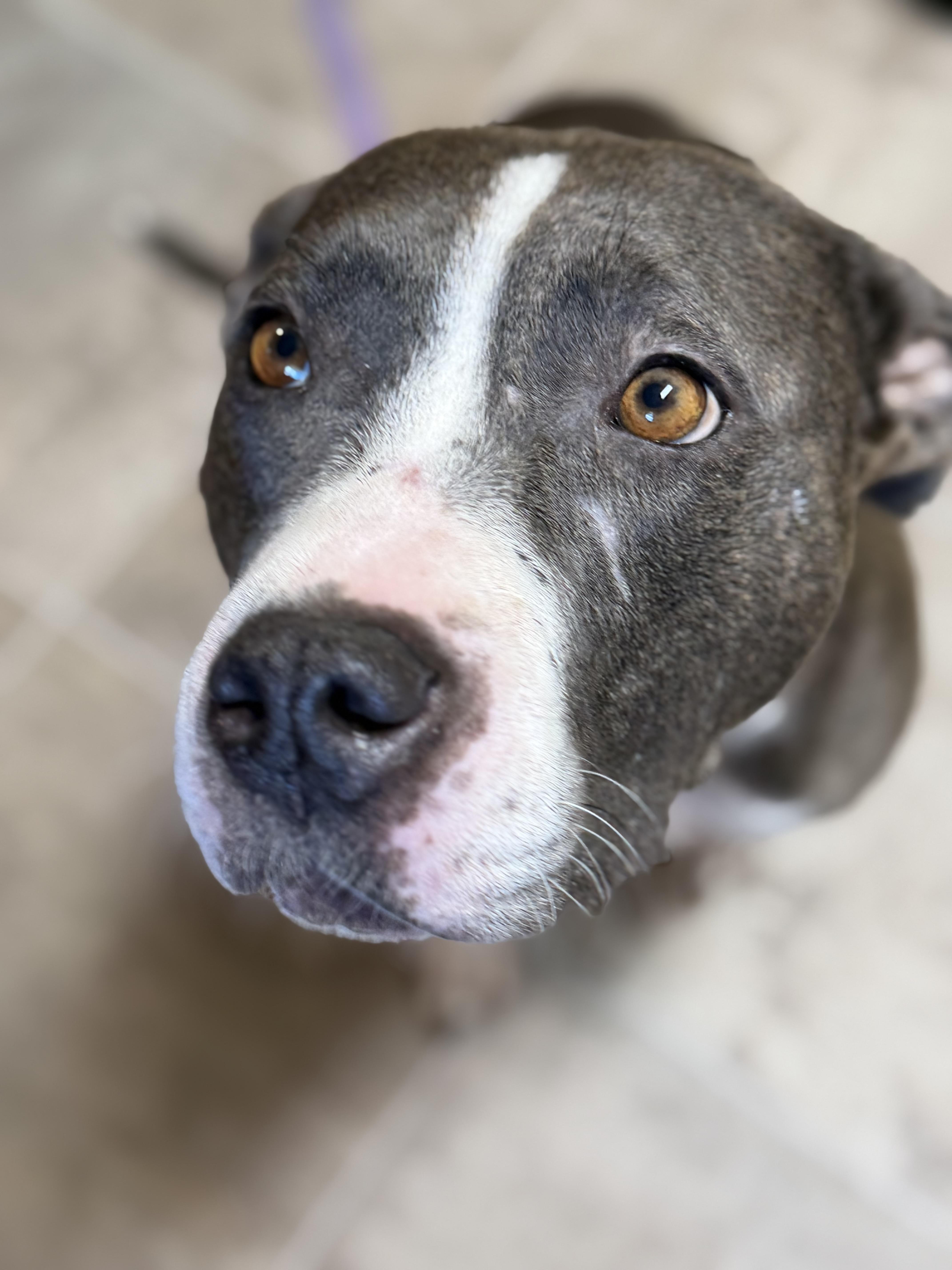 A young medium-sized female Gray / Blue / Silver American Staffordshire Terrier dog named Opal for adoption in Sanford, NC