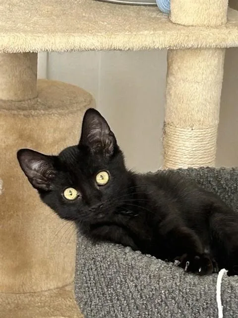 A baby small-sized female Domestic Medium Hair cat named Mary for adoption in West Valley City, UT