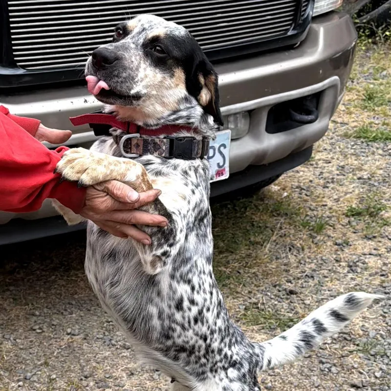 An adult medium-sized female Gray / Blue / Silver Australian Cattle Dog / Blue Heeler dog named Sophie for adoption in Klamath Falls, OR