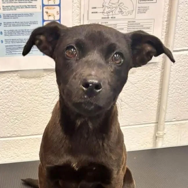 A baby medium-sized female Labrador Retriever dog named Elvira for adoption in Richmond, VA