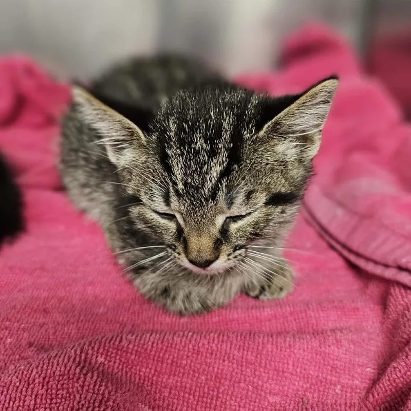 A baby small-sized male Brown / Chocolate Domestic Short Hair cat named Bob for adoption in Rocky Mount, VA
