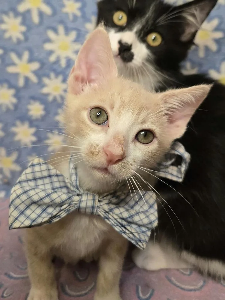 A baby medium-sized male Domestic Short Hair cat named Casper for adoption in Salinas, CA
