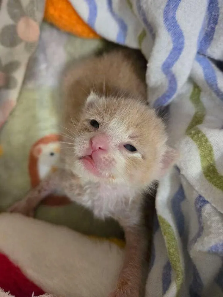 Casper thumbnail 3