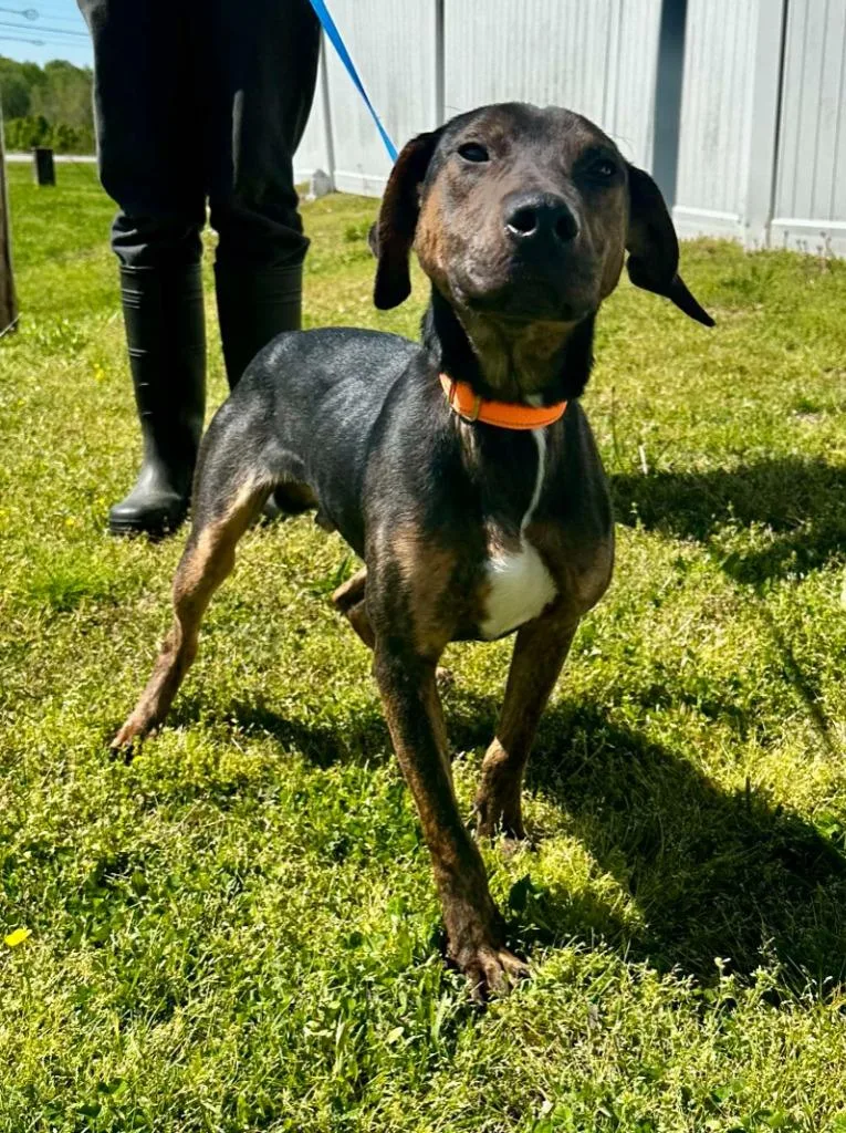 A young medium-sized male Plott Hound dog named Avi for adoption in Camden, TN