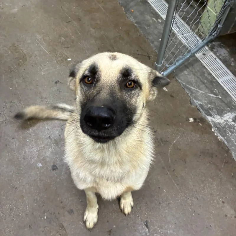 An adult large-sized male Anatolian Shepherd dog named 21 for adoption in Corbin, KY