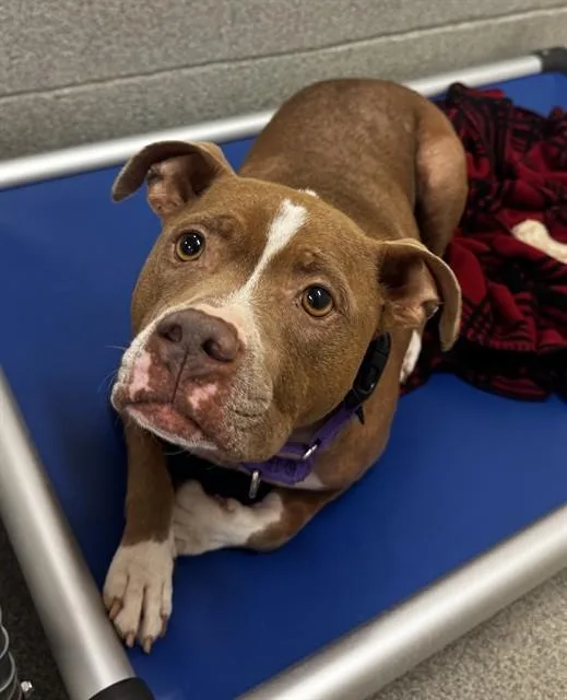 An adult medium-sized female Pit Bull Terrier dog named Antarctica for adoption in Statesville, NC