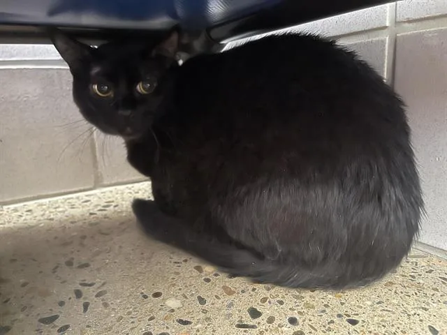 An adult medium-sized male Domestic Short Hair cat named Rocky for adoption in Auburn, CA