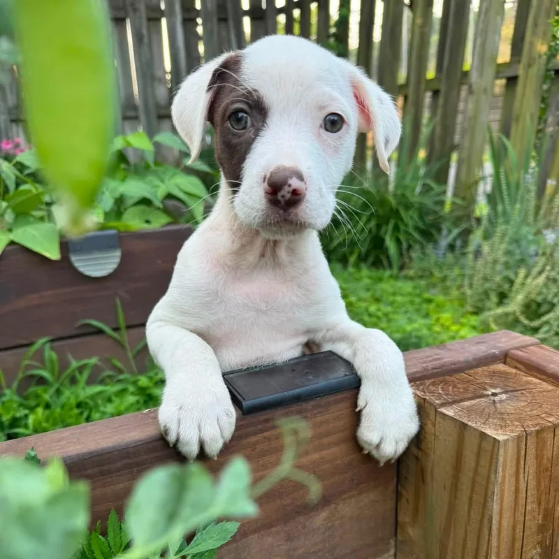A baby medium-sized female Terrier dog named Darla for adoption in Collingswood, NJ