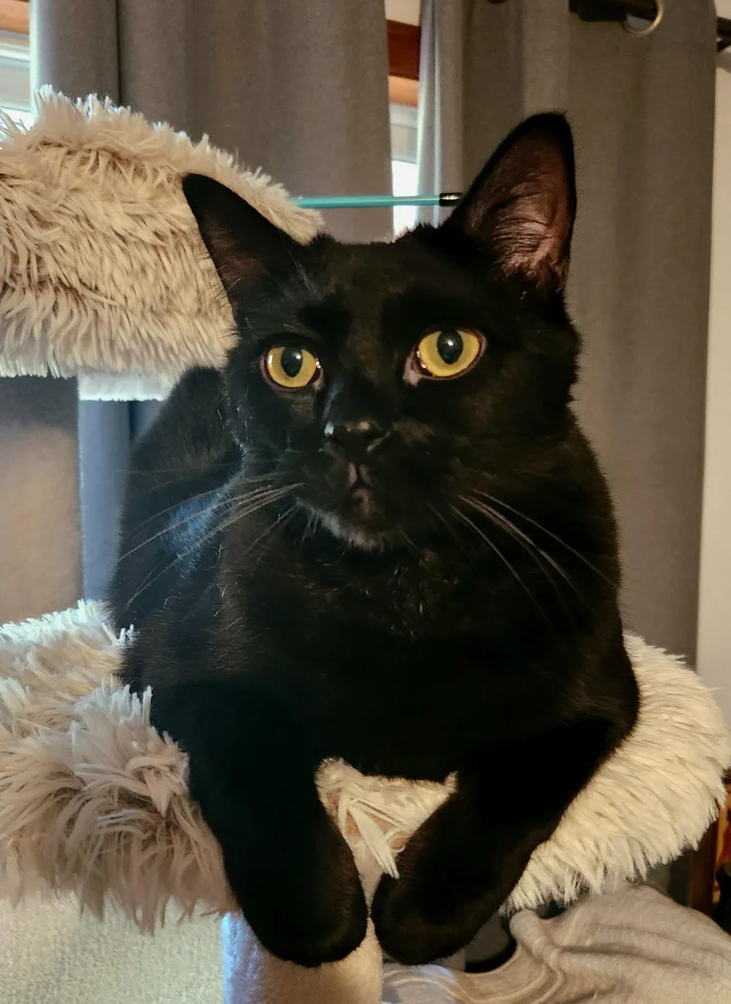 An adult medium-sized male Black Domestic Short Hair cat named Bagheera Loves His for adoption in Hillsboro, OR