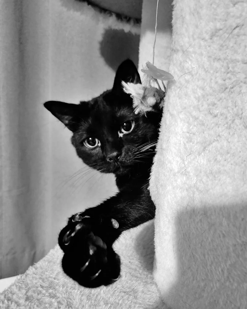 Bagheera  Loves His thumbnail 2