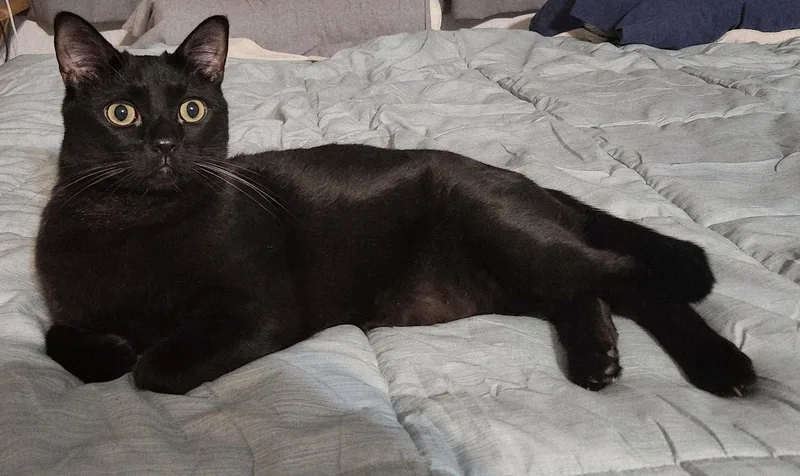 Bagheera  Loves His thumbnail 3