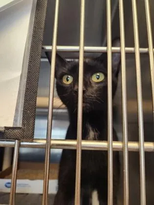 An adult small-sized female Domestic Short Hair cat named Hecate for adoption in Fallston, MD