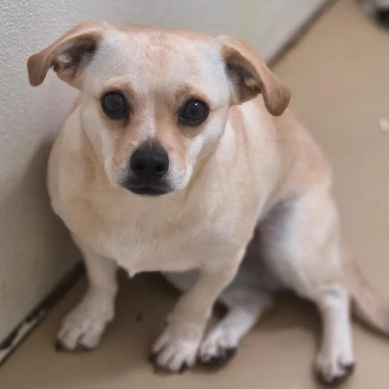 An adult small-sized female Yellow / Tan / Blond / Fawn Chihuahua dog named Sookie  Chino Hills for adoption in Chino Hills, CA