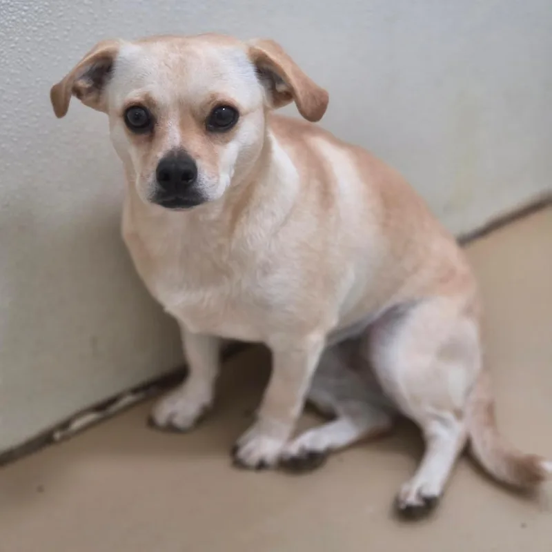 Sookie  Chino Hills thumbnail 2