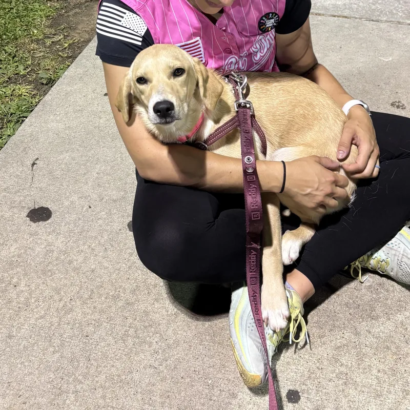 A baby medium-sized female Golden Labrador Retriever dog named Embry for adoption in Chatham, NJ