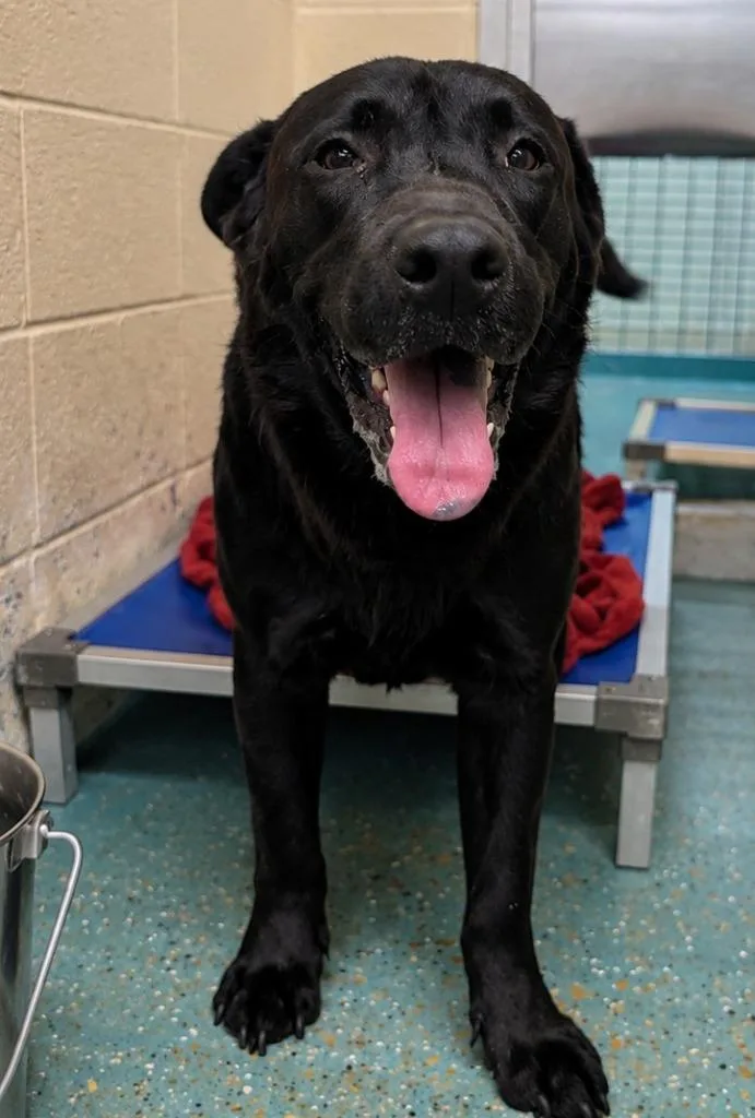 A young medium-sized male Chow Chow dog named Midnight for adoption in Seven Points, TX