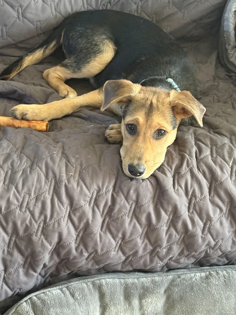 A young medium-sized male Terrier dog named Winston for adoption in Houston, TX