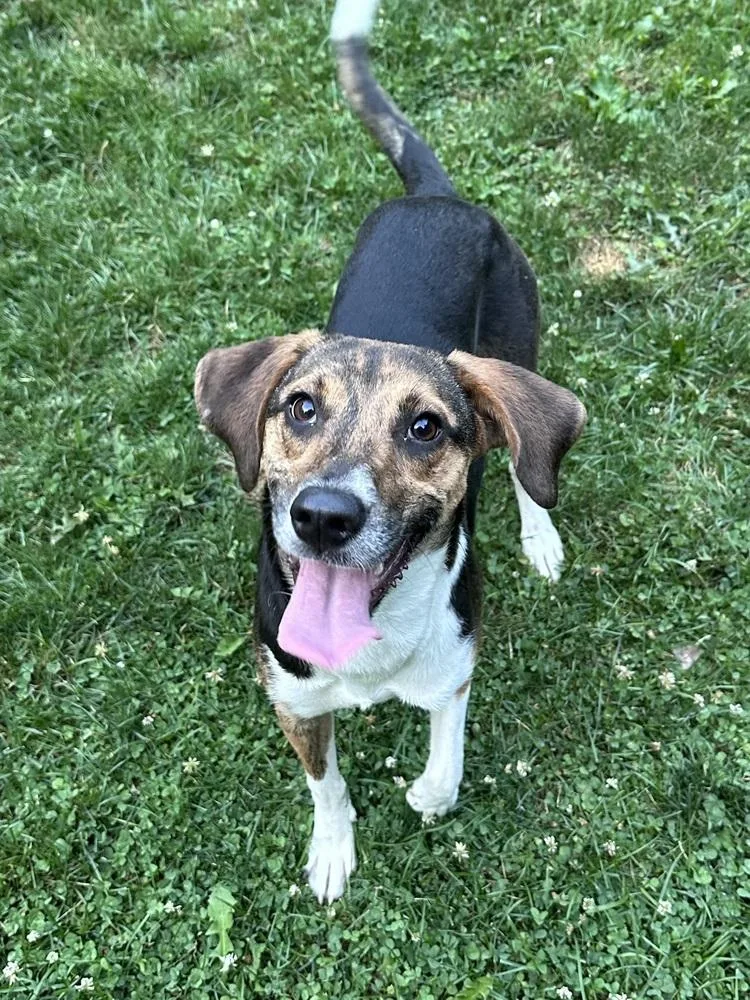 A baby medium-sized female Brown / Chocolate Treeing Walker Coonhound dog named Crumb for adoption in Pottstown, PA