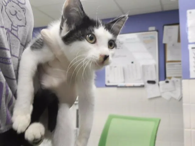 A baby small-sized male Domestic Short Hair cat named Bones for adoption in Omaha, NE