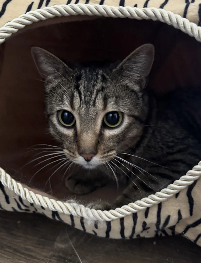 A young medium-sized male American Shorthair cat named RudyCalvin for adoption in Lake Saint Louis, MO