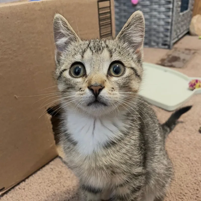 A baby small-sized male Brown / Chocolate Domestic Short Hair cat named Boots for adoption in Goshen, IN